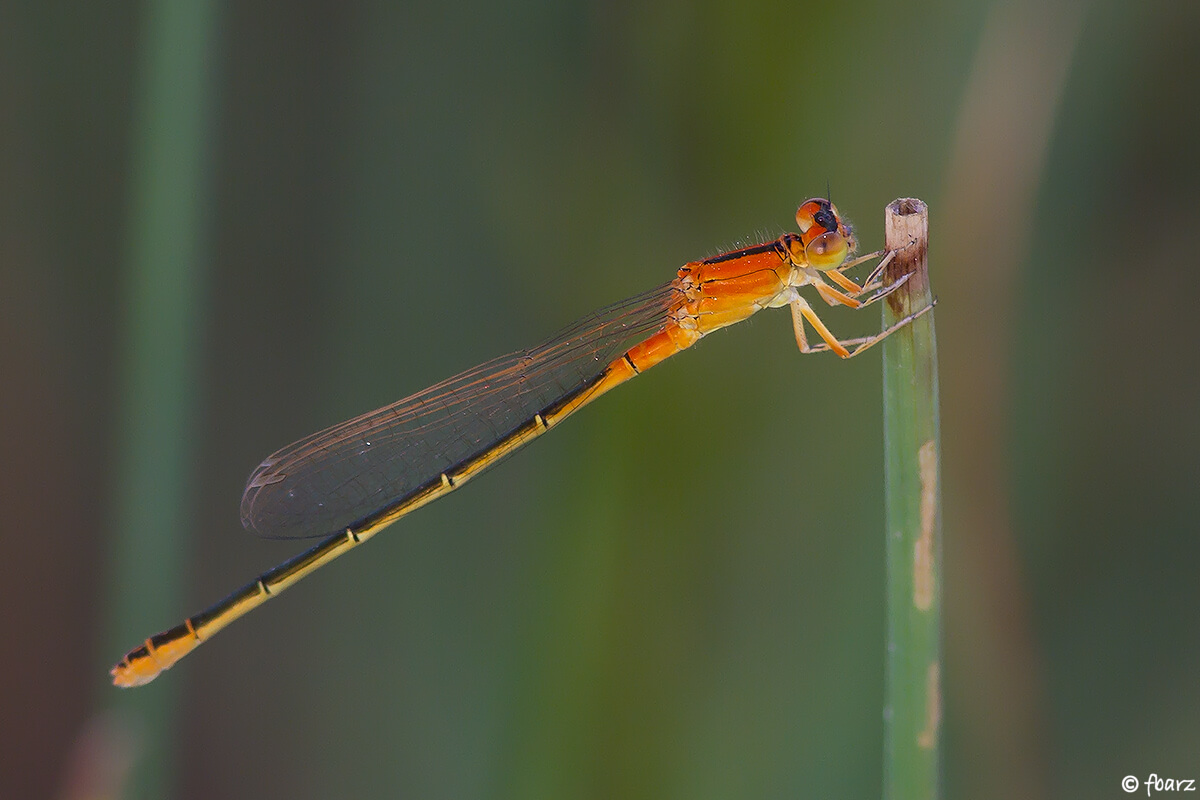 Female Scarce Blue-tailed Damselfly by Frédéric Barszezak